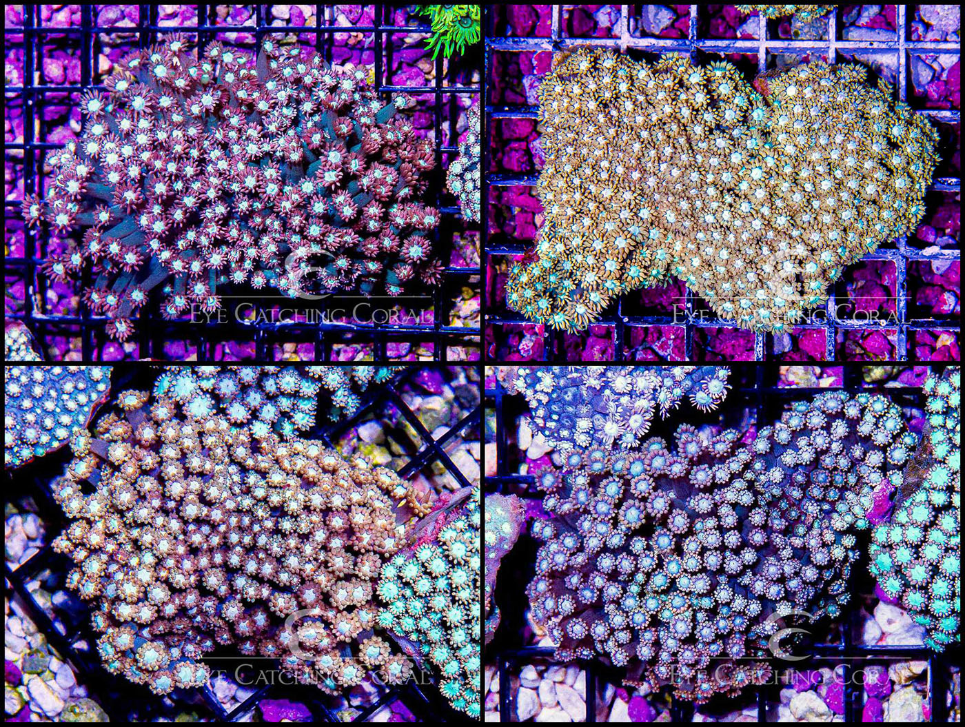 West Coast Goniopora Red/Pink/Peach