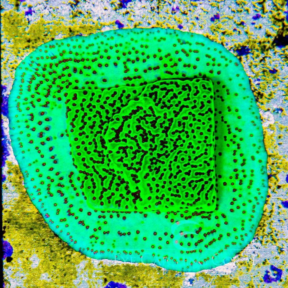 ECC Mistletoe Montipora Frag