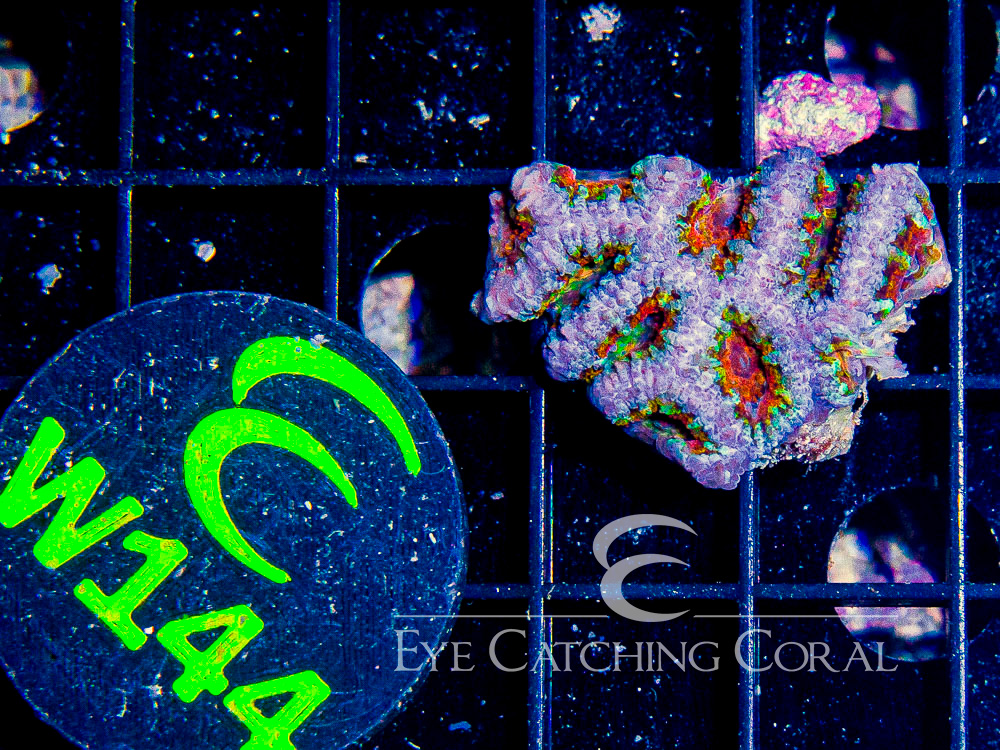 Aussie Acan Lord Rainbow or Super Ultra XXS - Disc W144