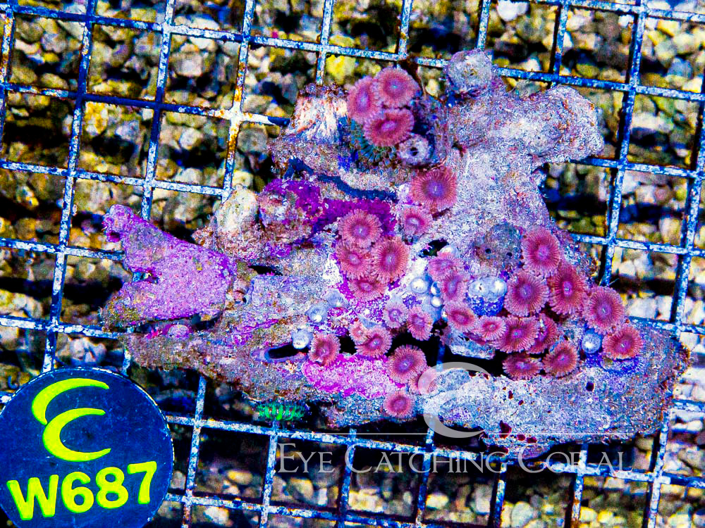 Indo Zoanthid Ultra (Sorted by Size & Color) Level 6 - Disc W687