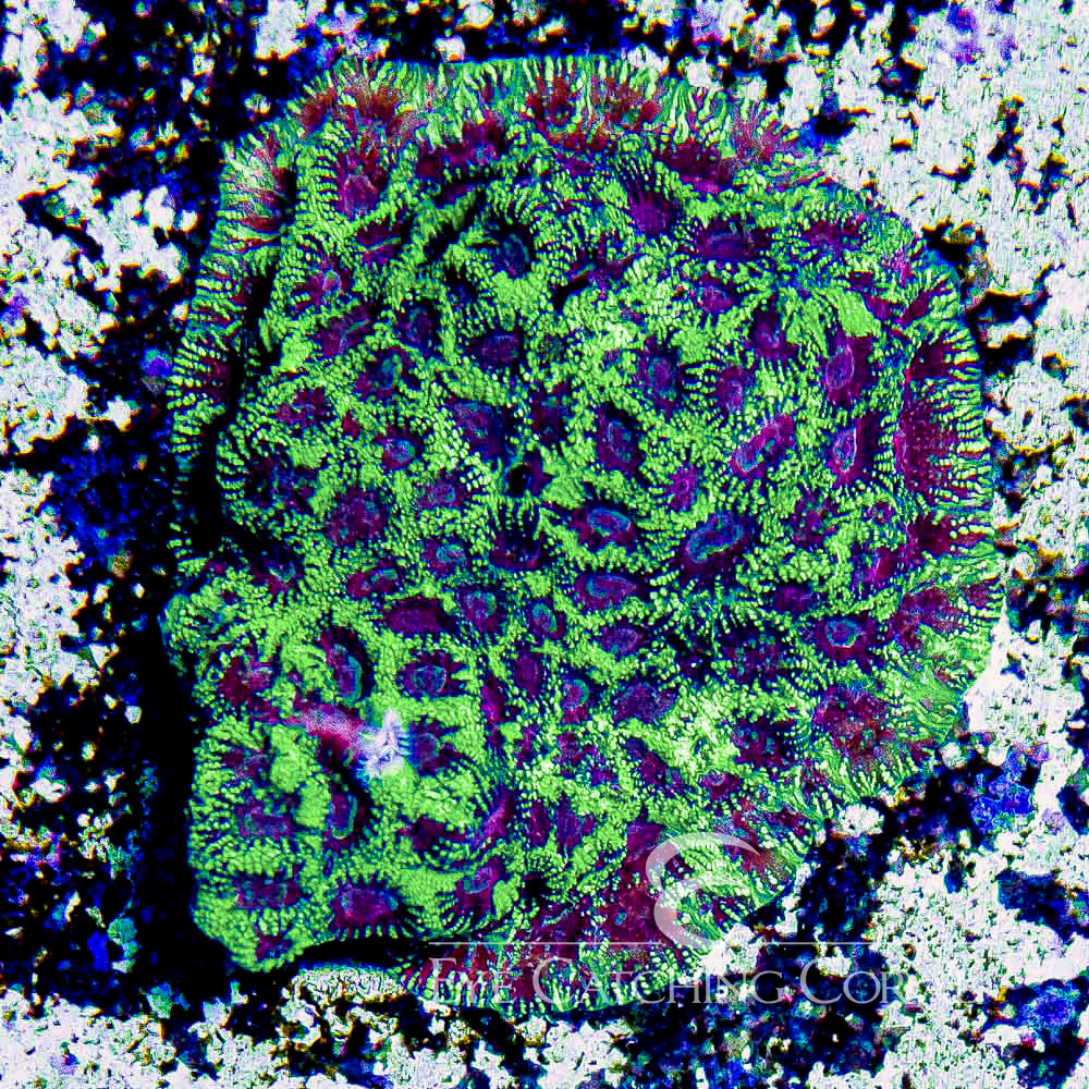 ECC Cosmic Burst Favia Frag