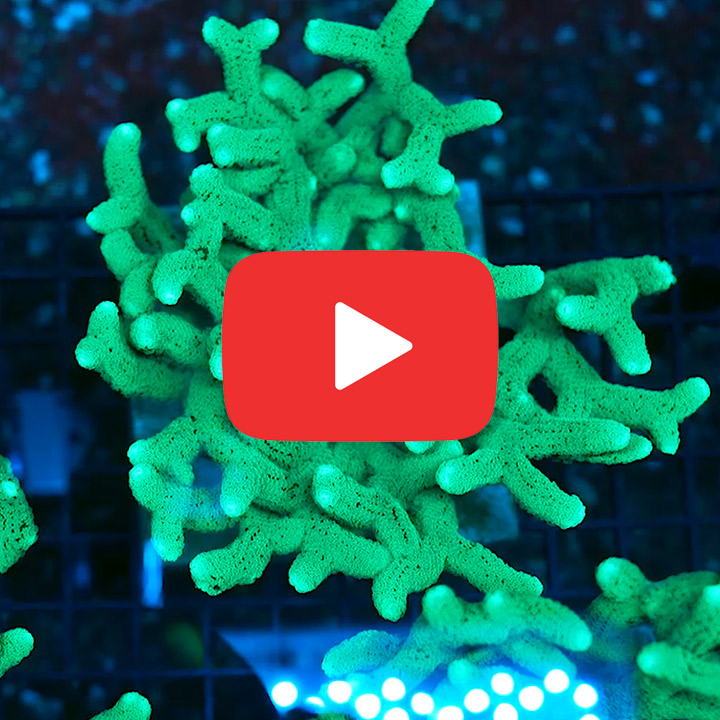 ECC Lush Oasis Birdsnest Frag