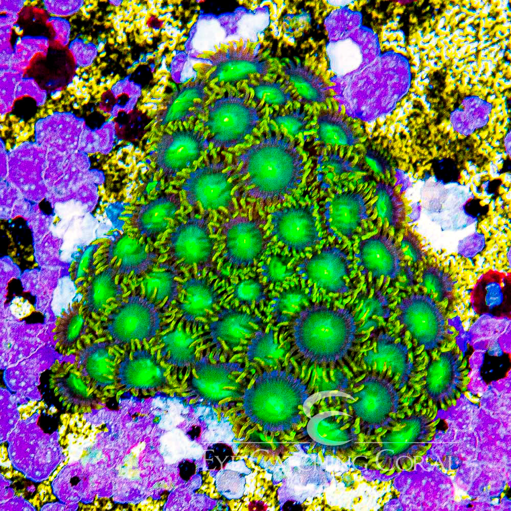ECC Galactic Dragon Eye Zoanthid Frag (4+Polyp Average)