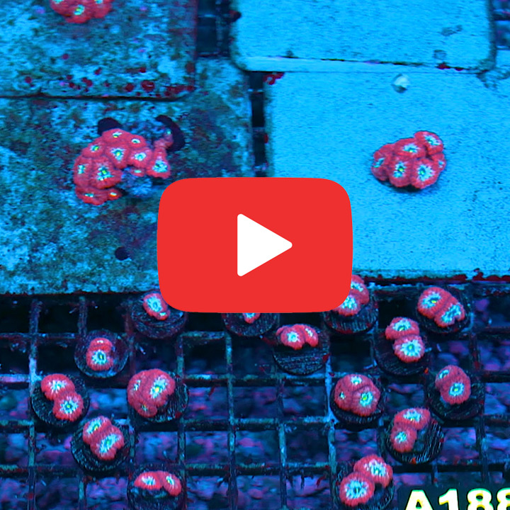 ECC Arc Reactor Blastomussa Merletti Frag
