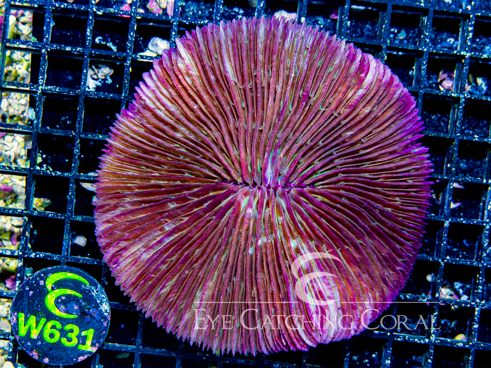 Fiji Fungia Assorted Show - Disc W631