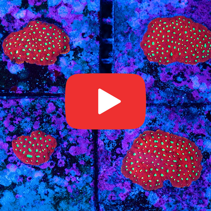 ECC Charged Lithium War Coral Frag
