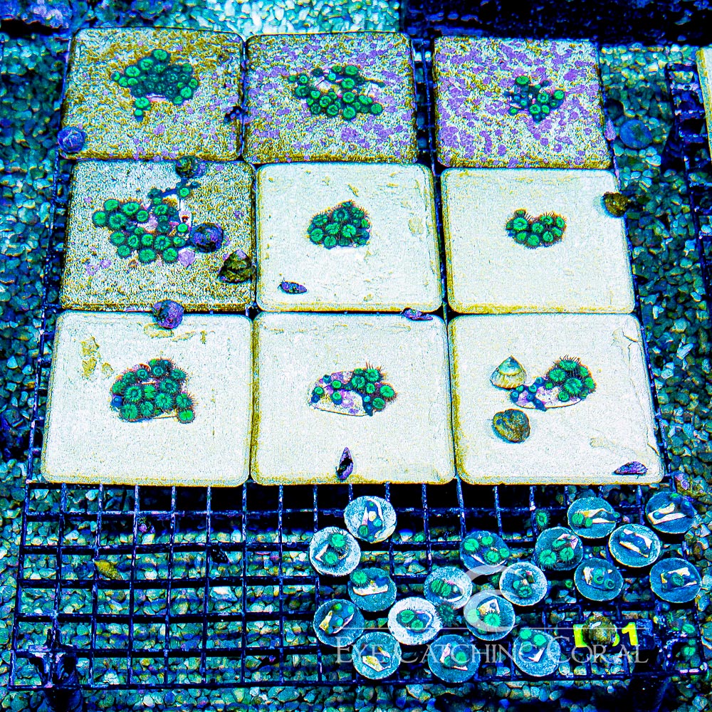 Tidal Gardens Mean Green Zoanthid Frag (4+ Polyp Average)