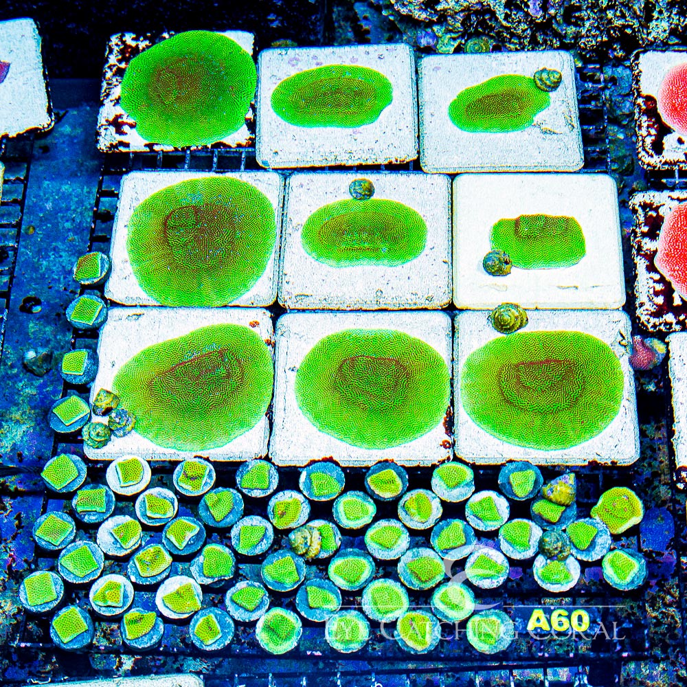 ECC Screaming Demon Porites Frag
