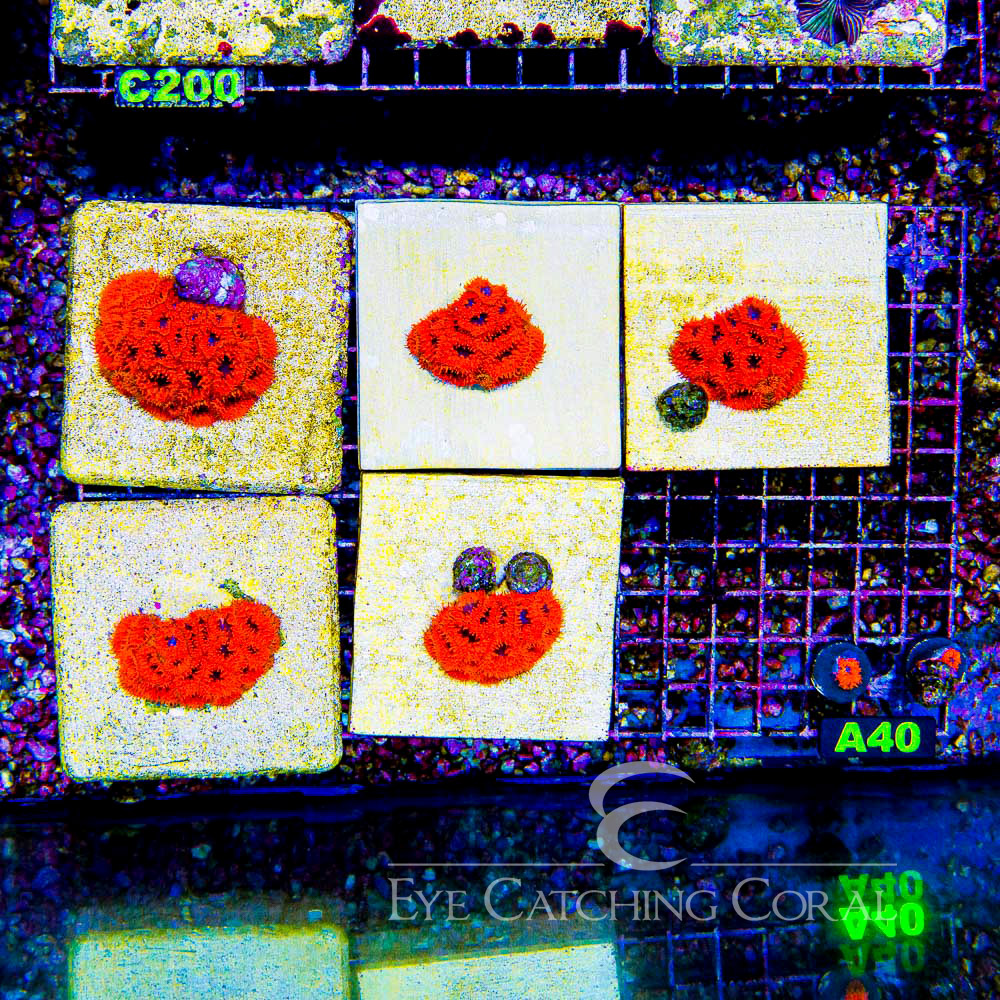 ECC Final Destination Blastomussa Frag