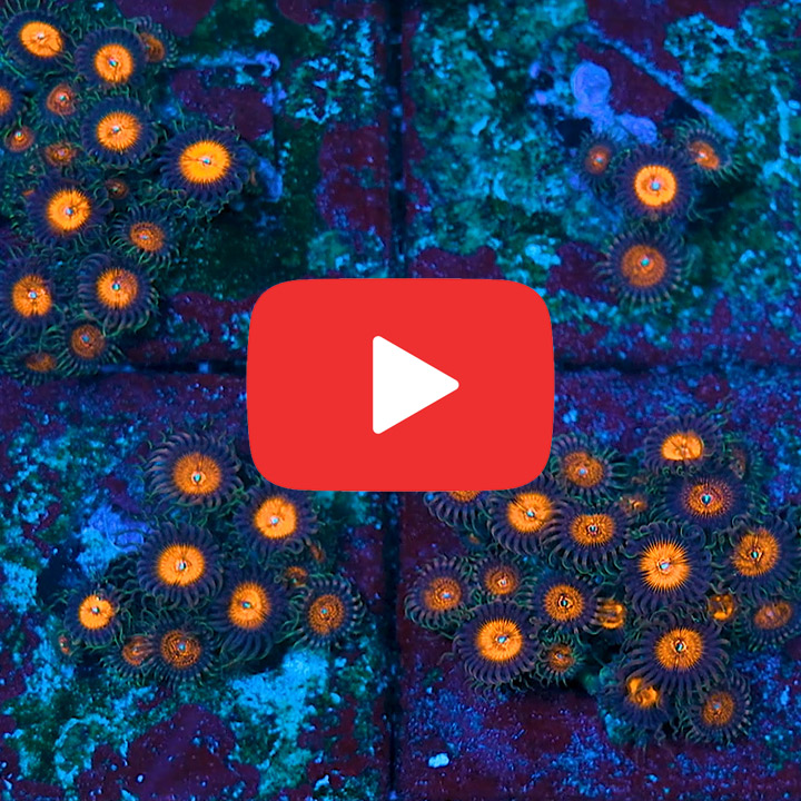 ECC Night Crawlers Zoanthid Frag (4+ Polyp Average)