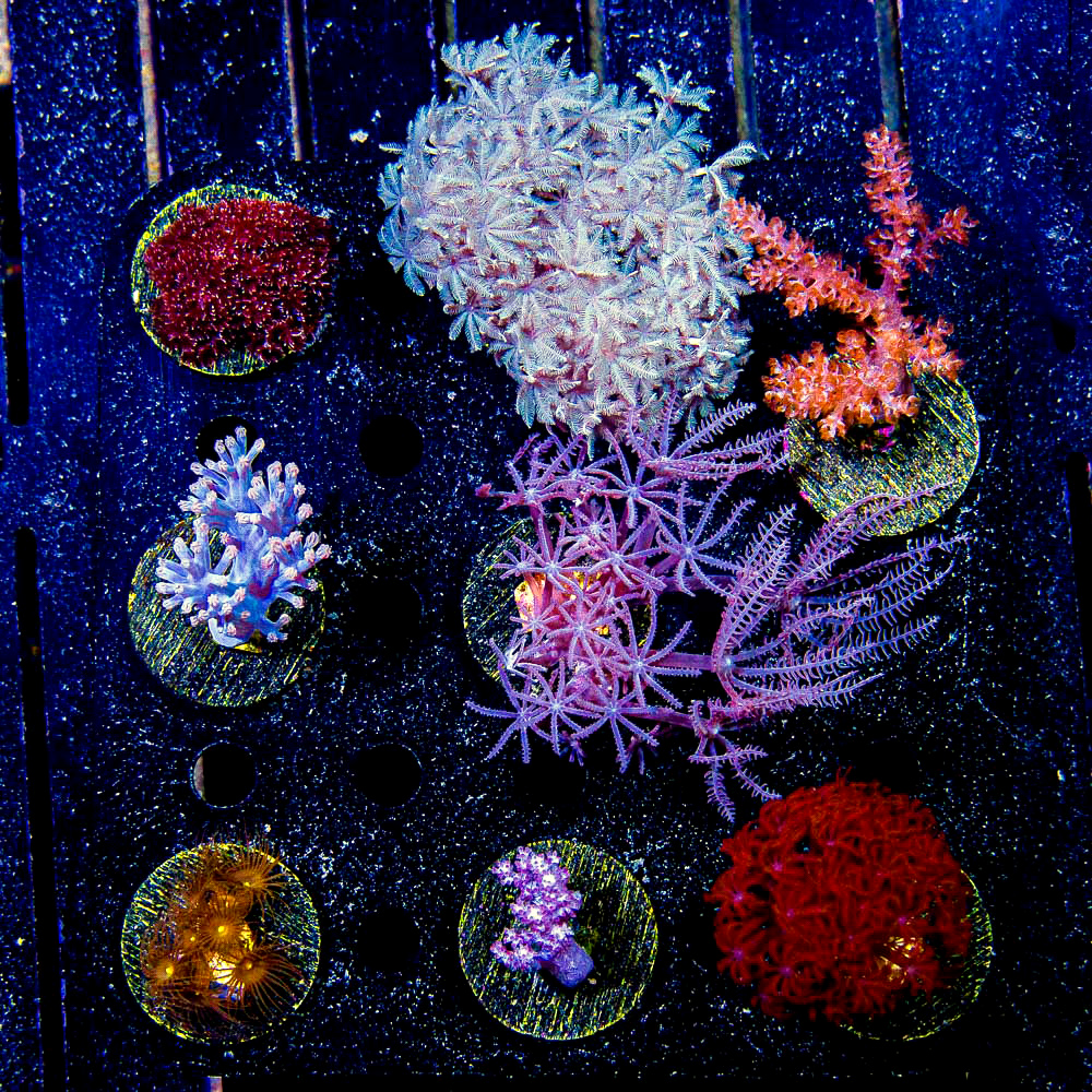 ECC Soft Coral Aquacultured Frag Pack
