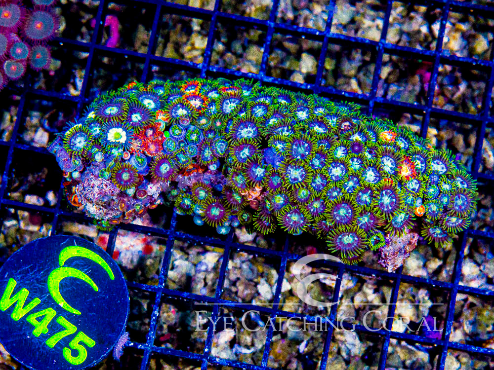 Indo Zoanthid Ultra (Sorted by Size & Color) Level 3 - Disc W475