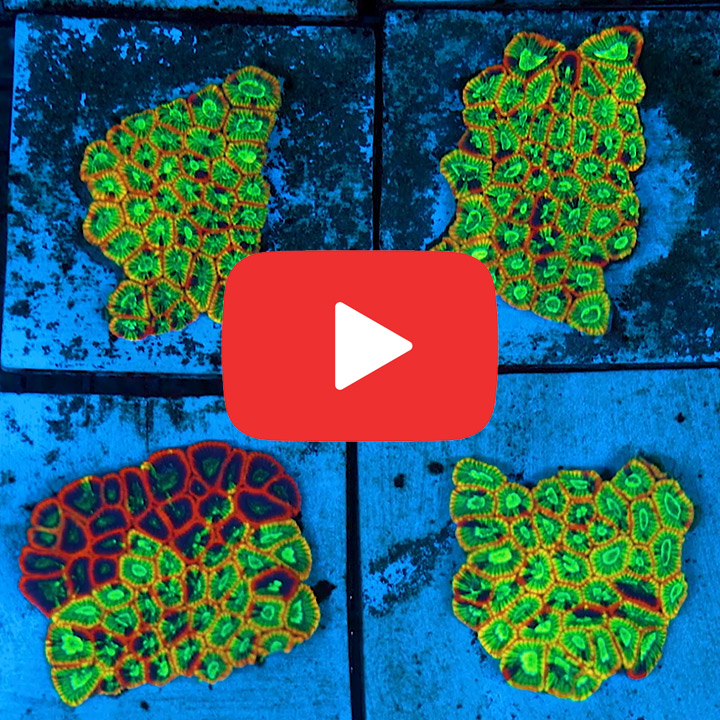 ECC Acid Drop Micro Favia Frag