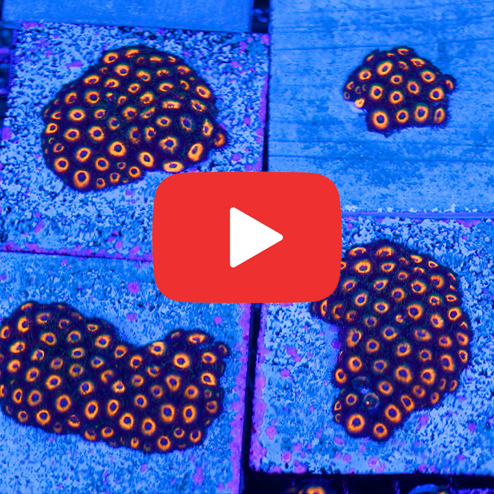 ECC Firestorm Zoanthid Frag (4+Polyp Average)