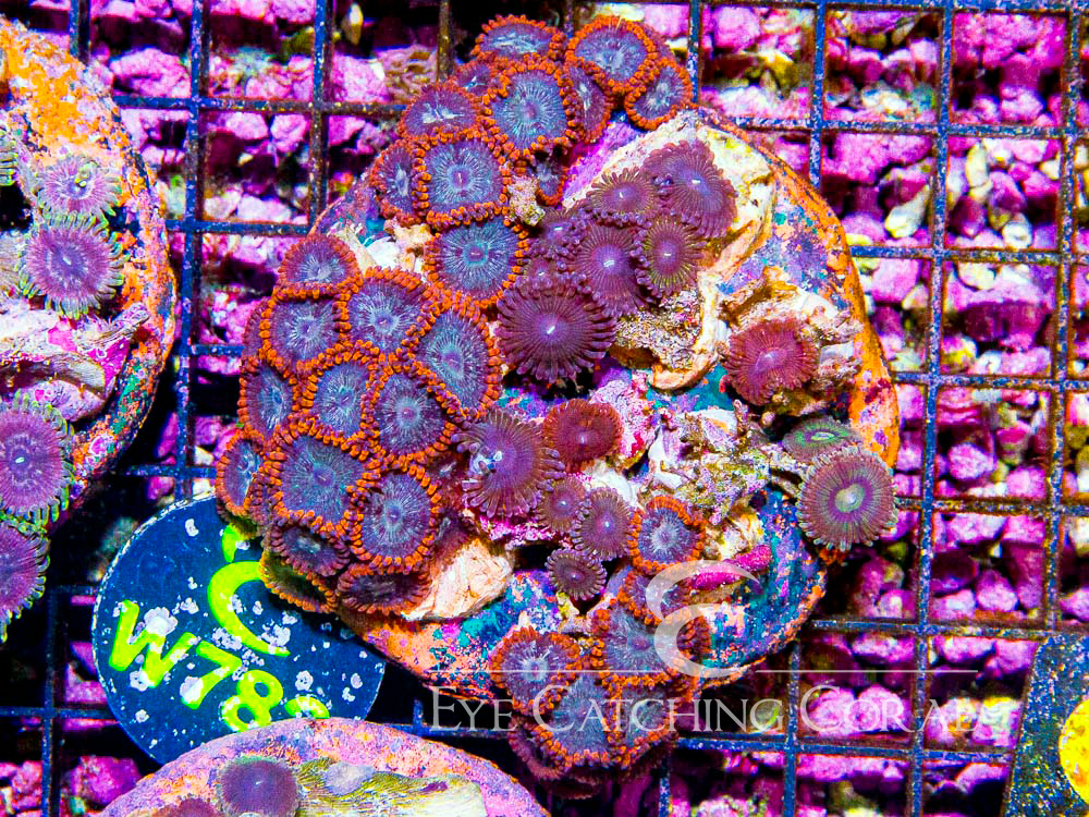 Indo Zoanthid L - Disc W782