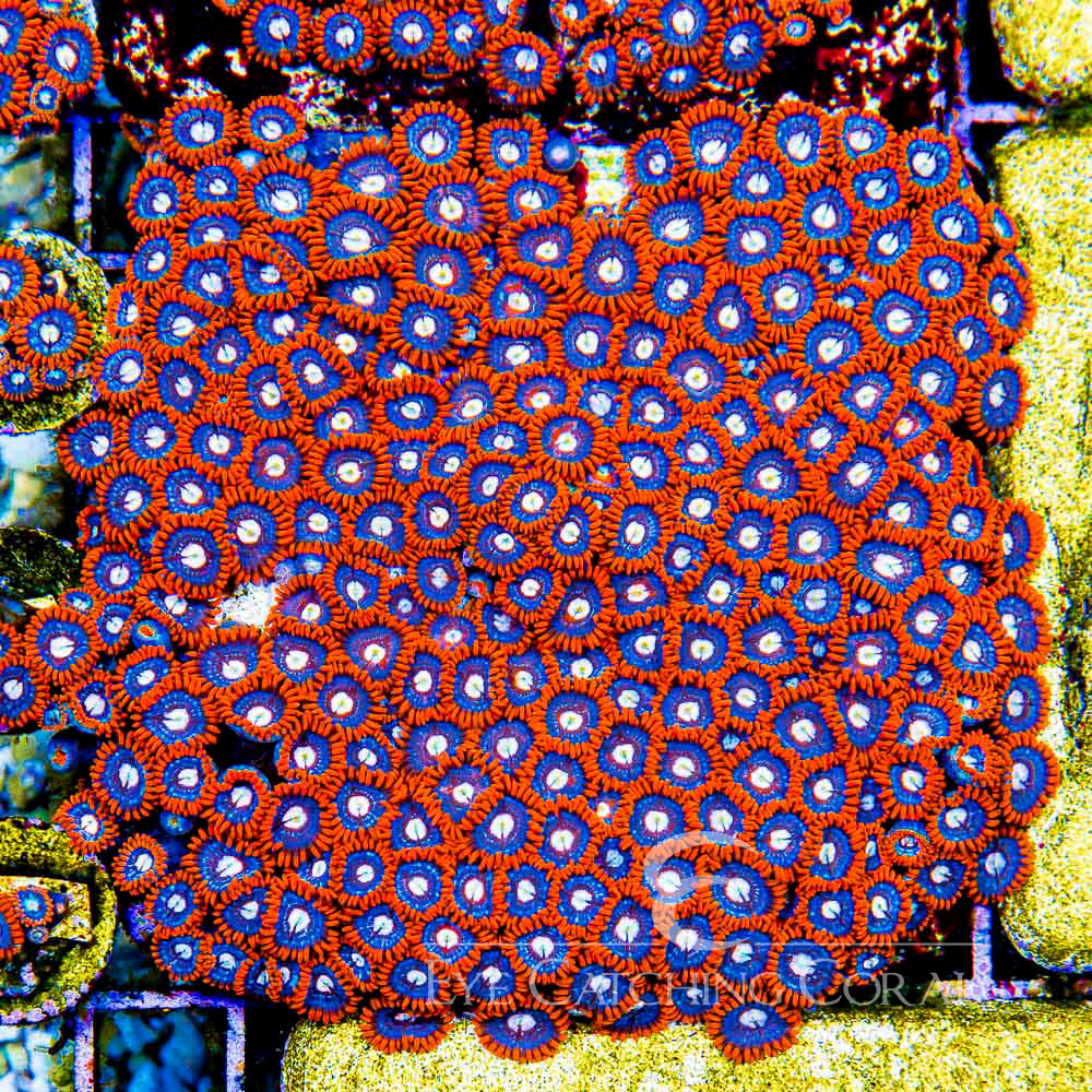 ECC Fire and Ice Zoanthid Frag (4+ Polyp Average)
