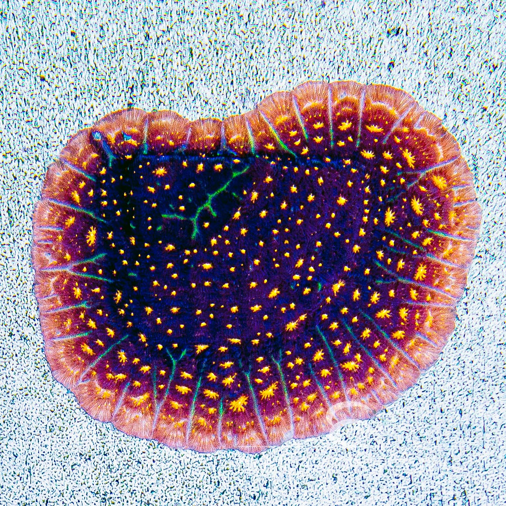 ECC Fireworks Leptoseris Frag