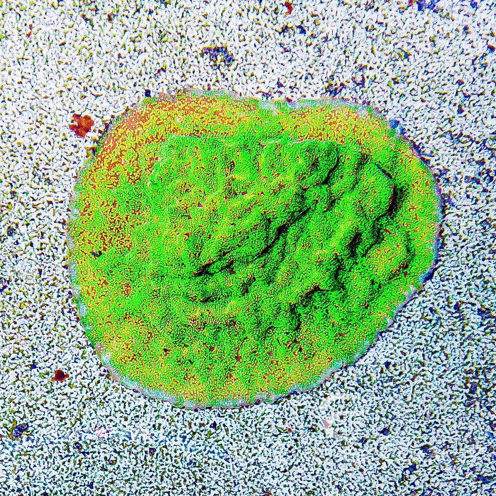 ECC Shattered Light Leptoseris Frag