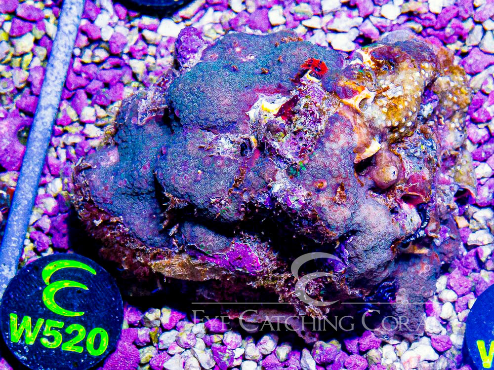 Aussie Christmas Tree Worm on Rock XL - Disc W520