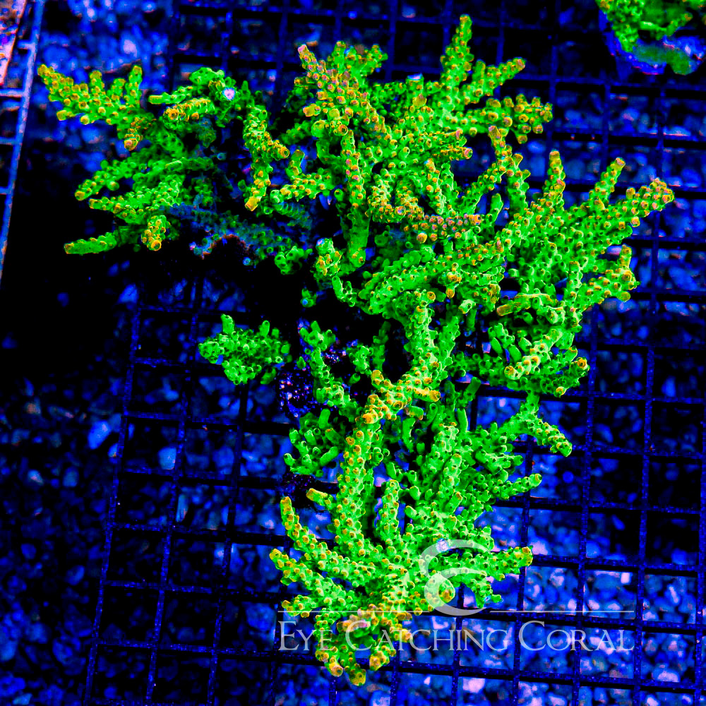 ECC Pinky Bear Acropora Frag