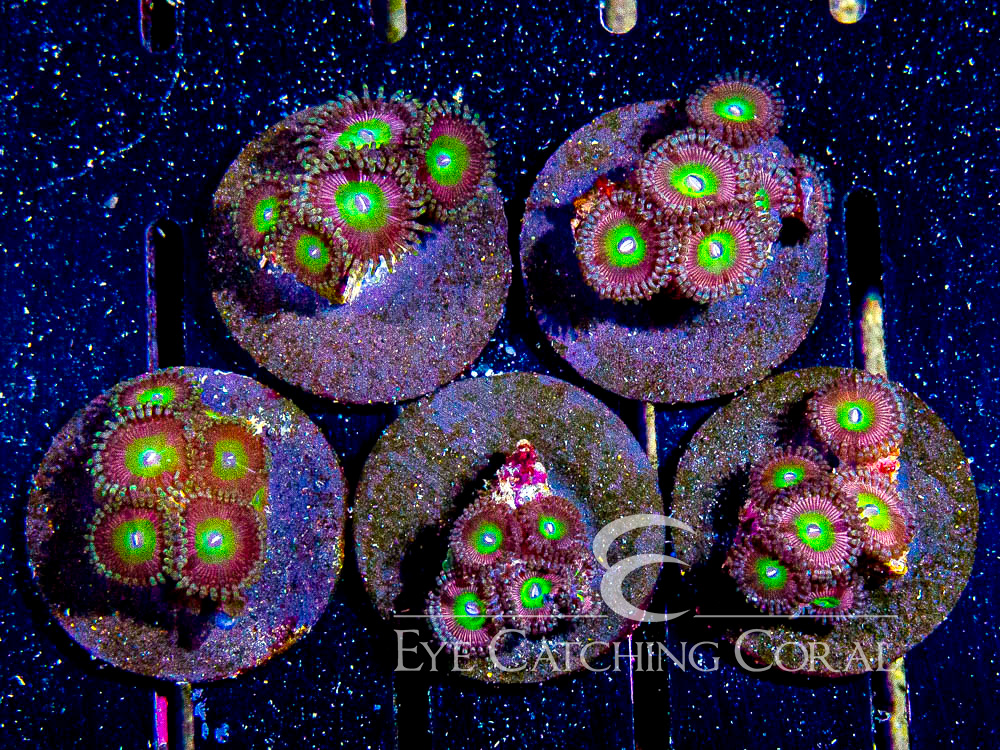 ECC Ambrosia Zoanthid Frag