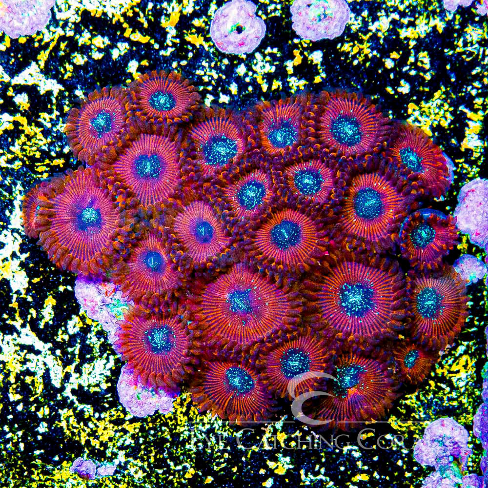 ECC Magician Zoanthid Frag (2+Polyp Average)