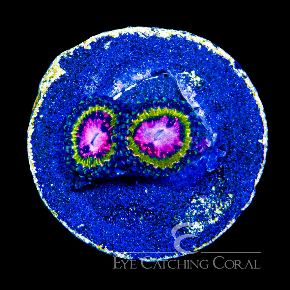 ECC Pink Krak Zoanthid Frag (2+ Polyp Average)