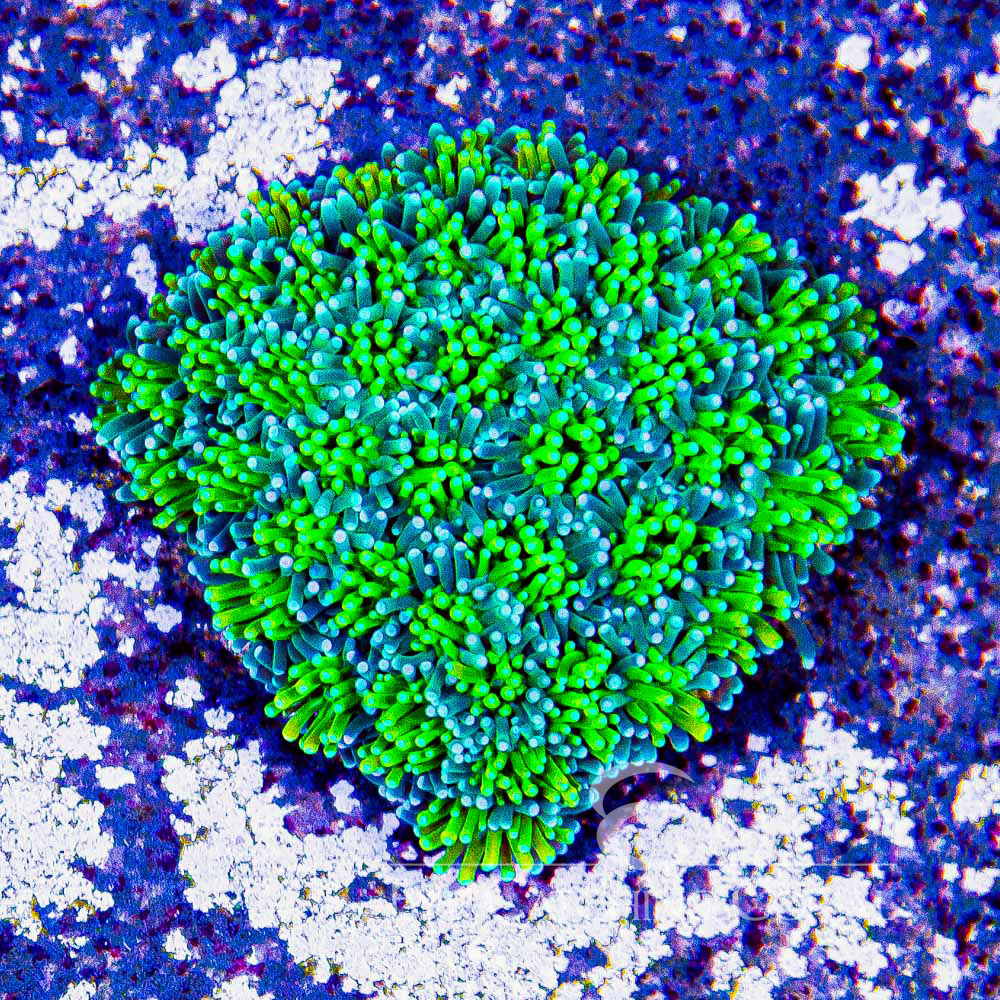 ECC Solstice Galaxea Frag