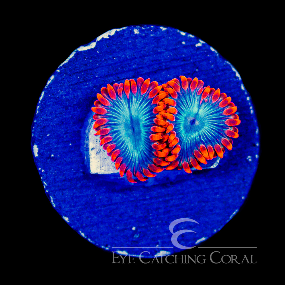 ECC Blue Flame Zoanthid Frag (Big Polyp Zoa) (2+ polyp average)