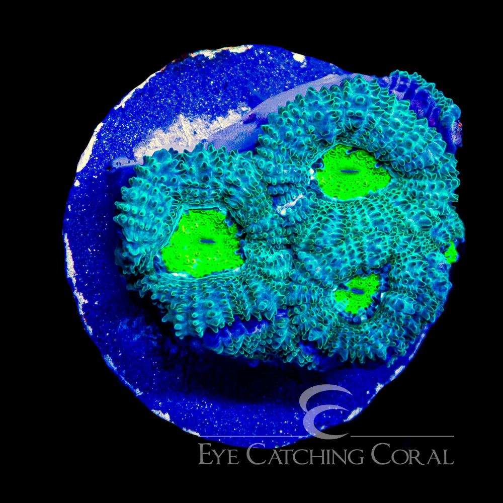 ECC Glowing Grove Micromussa Frag