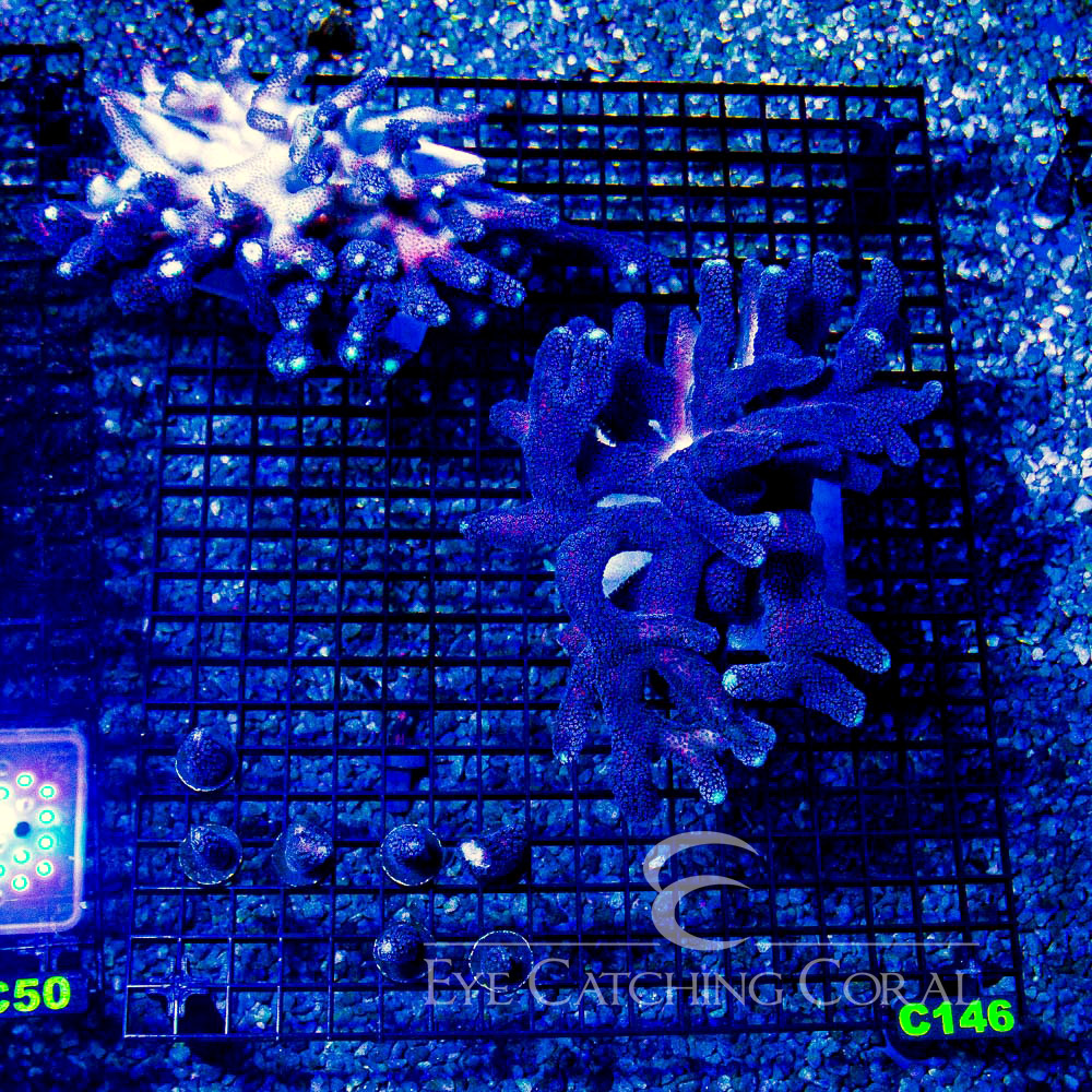 ECC Blue Dream Stylophora Frag