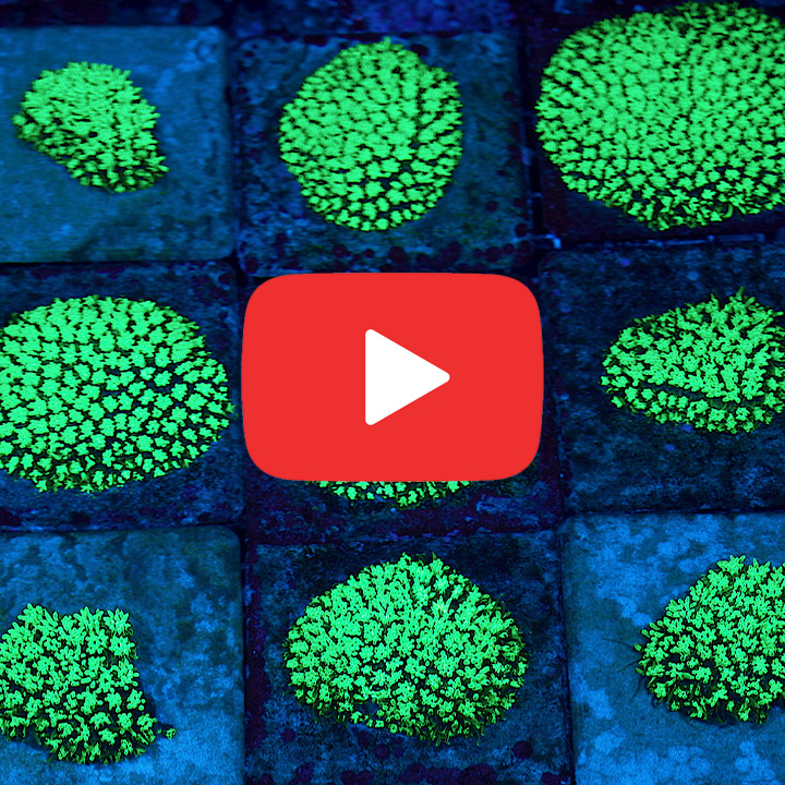 ECC Emerald Galaxea Frag