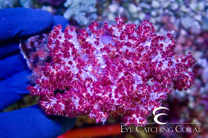 Carnation Tree Coral