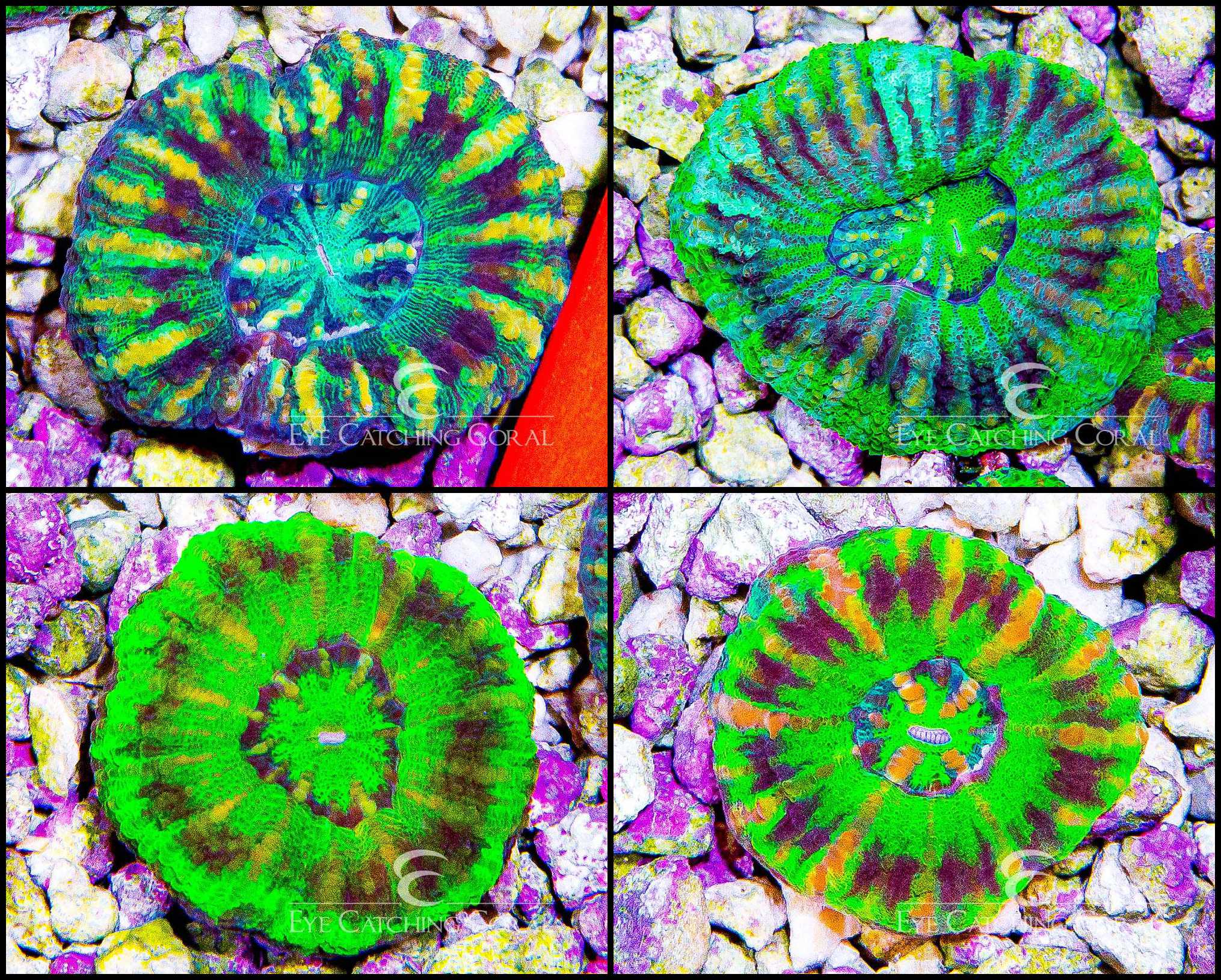 Mini Scolymia - UFO