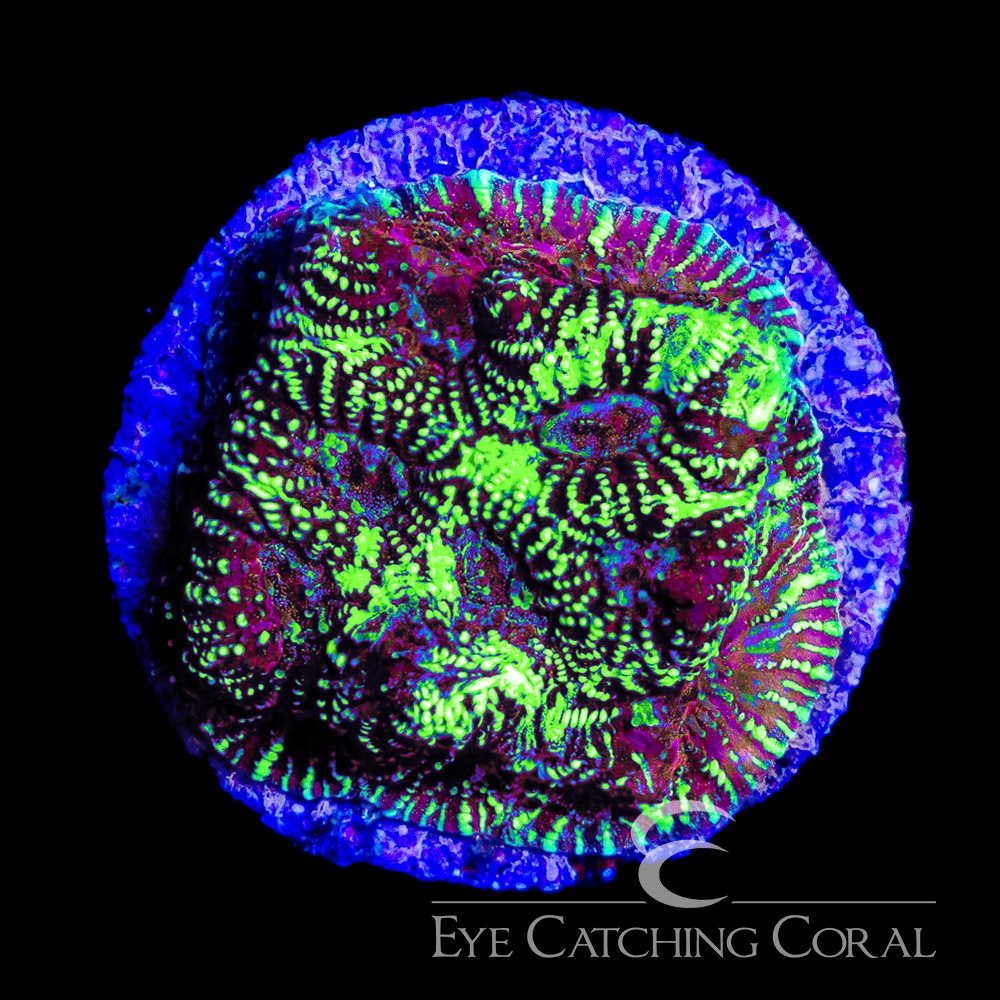 ECC Cosmic Burst Favia Frag
