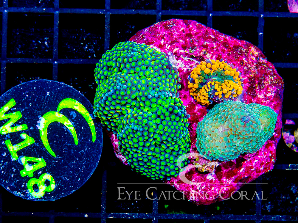 Florida Ricordea Colony (On 2-2.5