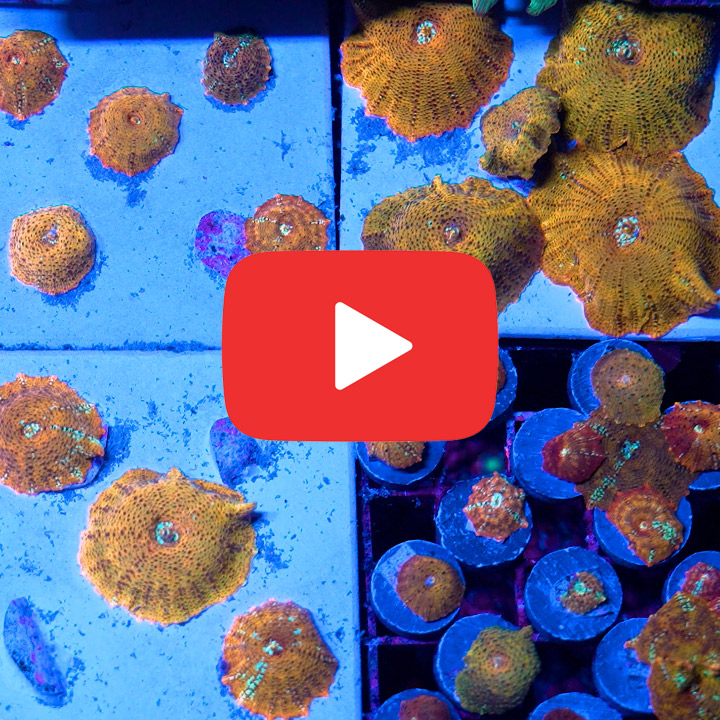 ECC Suns Zenith Disco Mushroom Frag