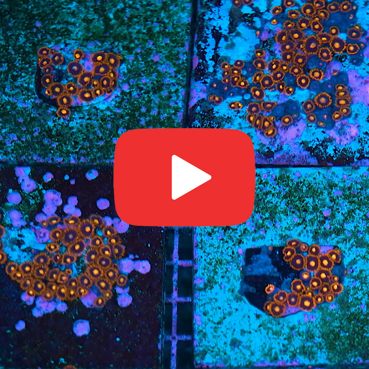 ECC War Birds Zoanthid Frag (4+ Polyp Average)
