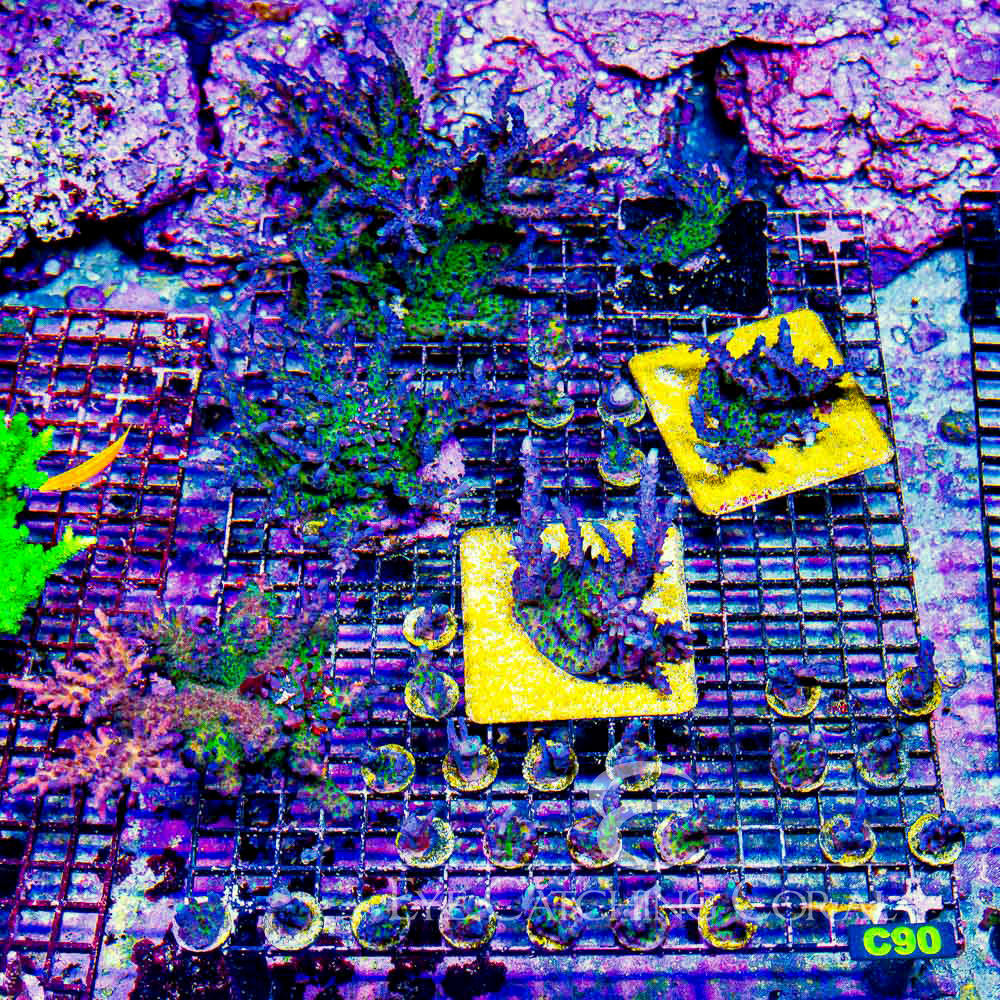 ECC Miyagi Tort Acropora Frag