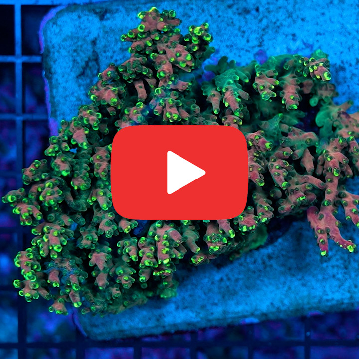 ECC Natures Magic Acropora Frag