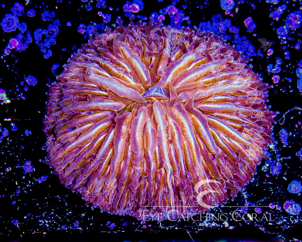Fungia Helmet Orange