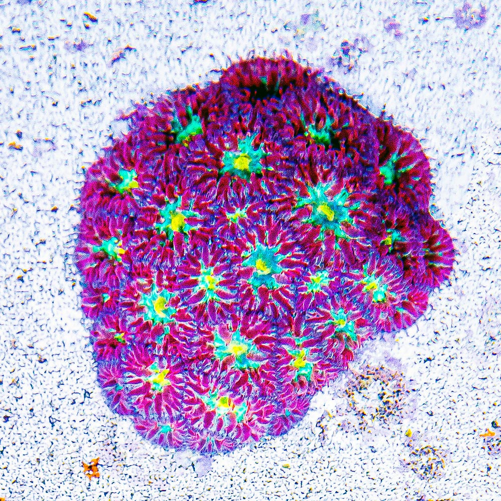 ECC Blind Eye Blastomussa Merletti Frag