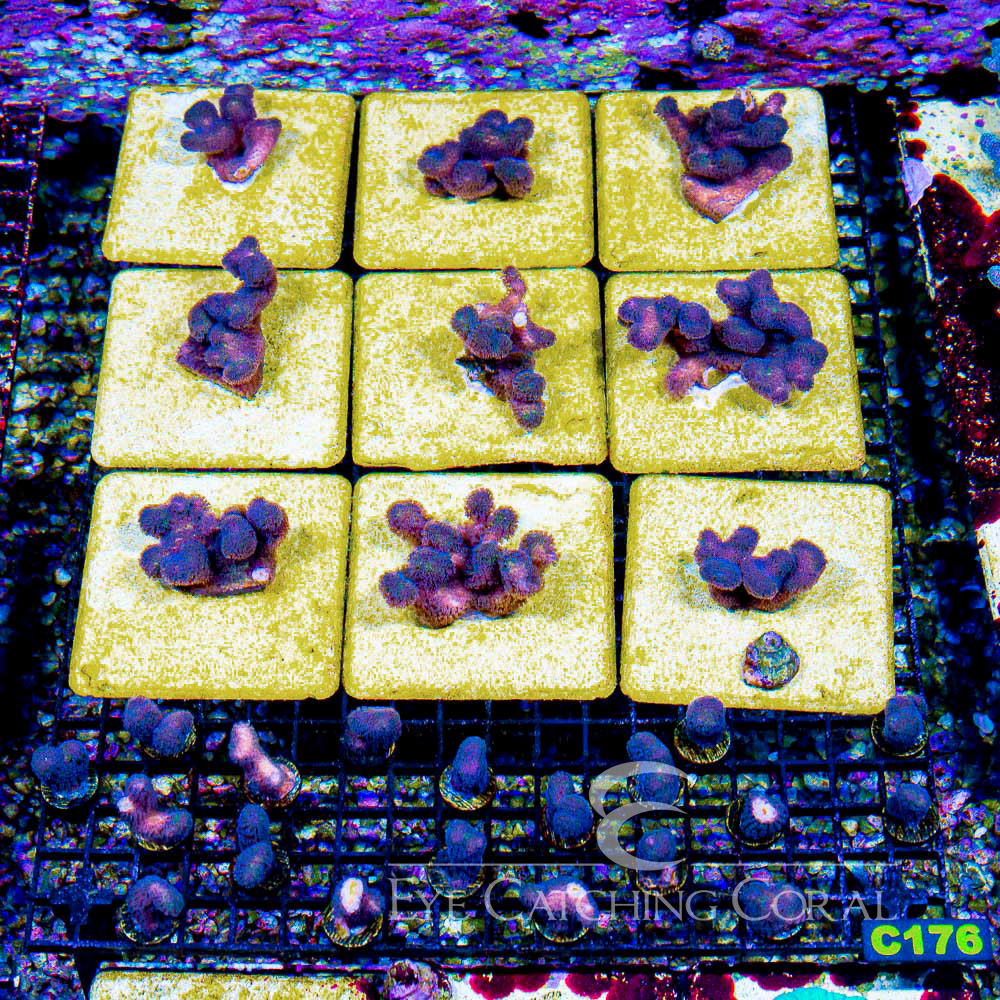 Tidal Gardens OG Tyree Rainbow Stylophora Frag