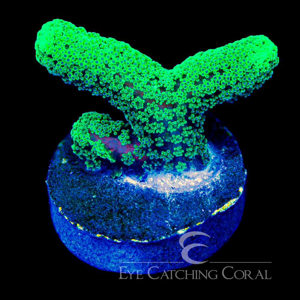 ECC Lush Oasis Birdsnest Frag