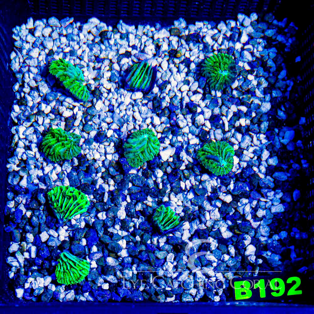 ECC Funky Diaseris Fungia Frag