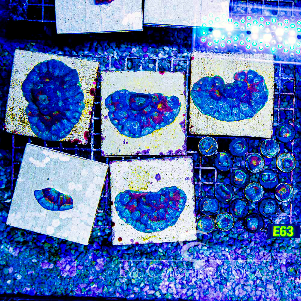 ECC Oil Slick Echinata Frag