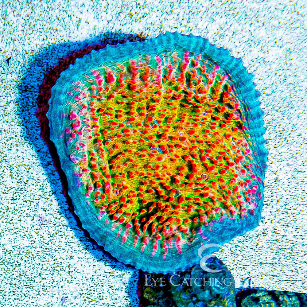 TG Ultra Sherbet Chalice Frag