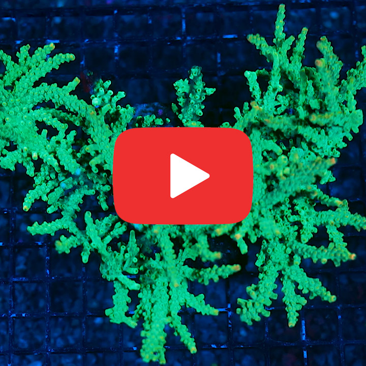 ECC Pinky Bear Acropora Frag