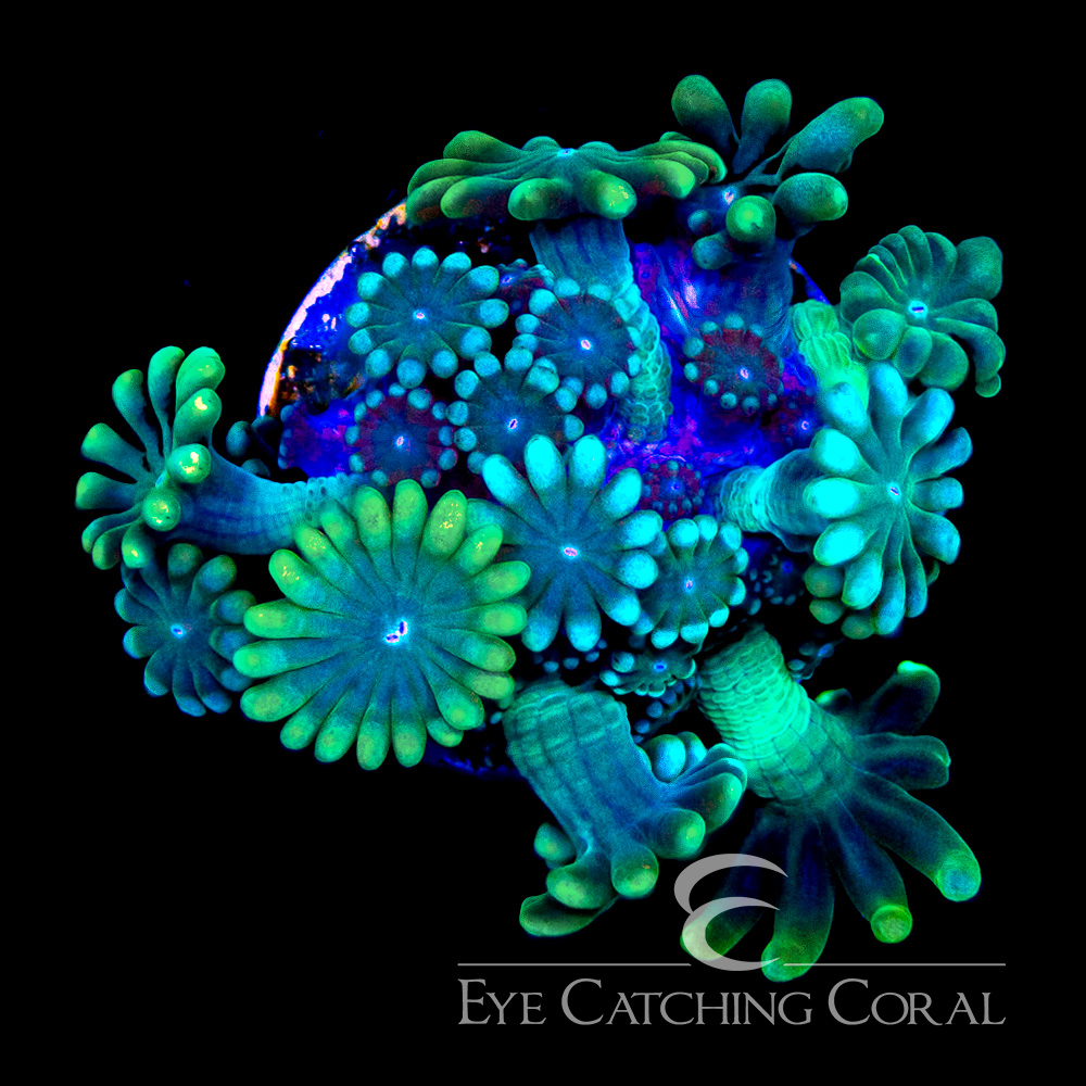 ECC Sun Kissed Alveopora Frag