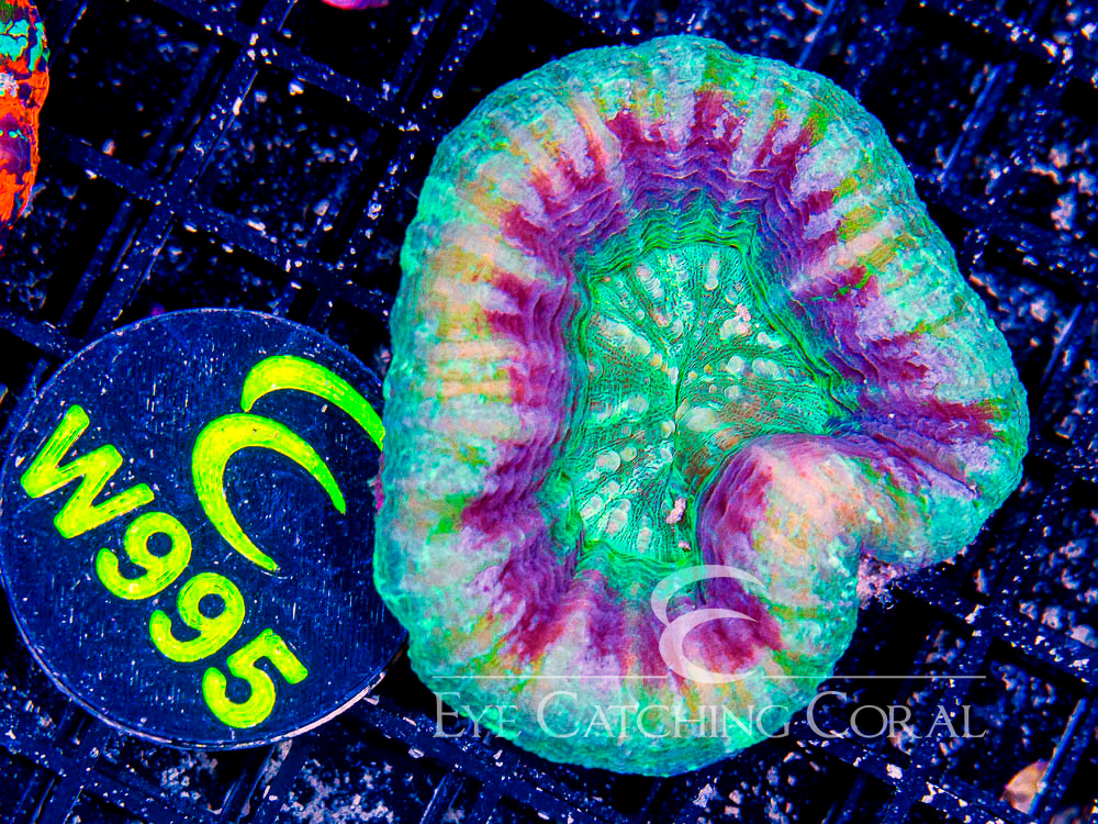 Aussie Scoly UFO XL - Disc W995